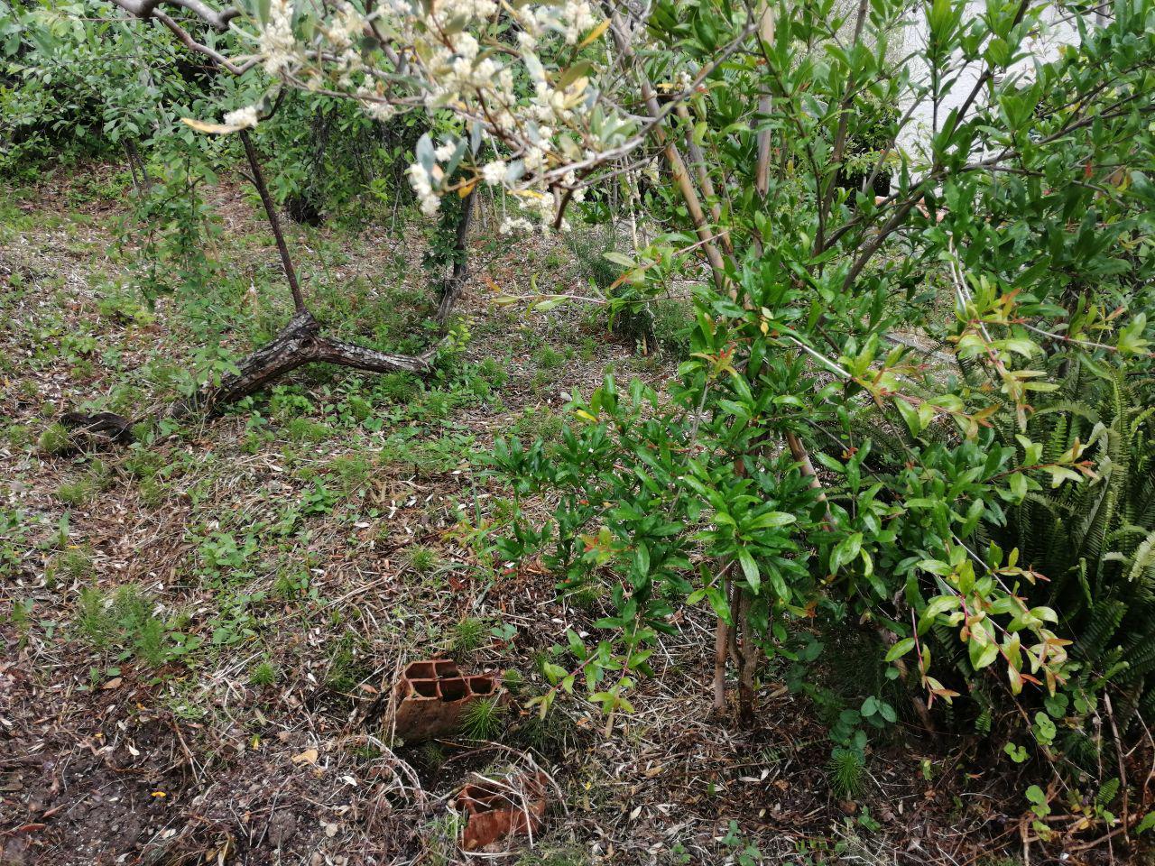Via Pezzingoli, villino con giardino e posti auto