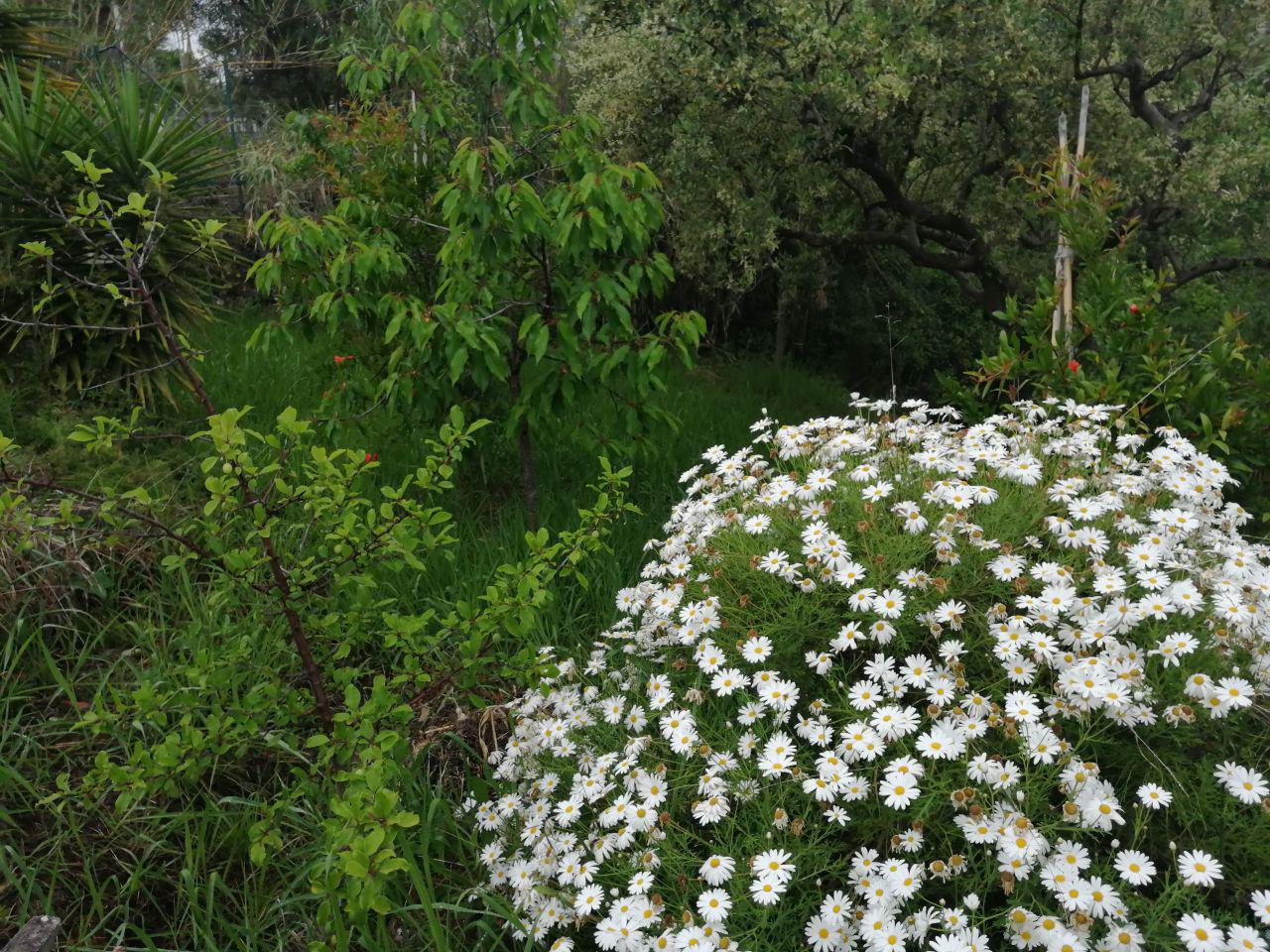Via Pezzingoli, villino con giardino e posti auto