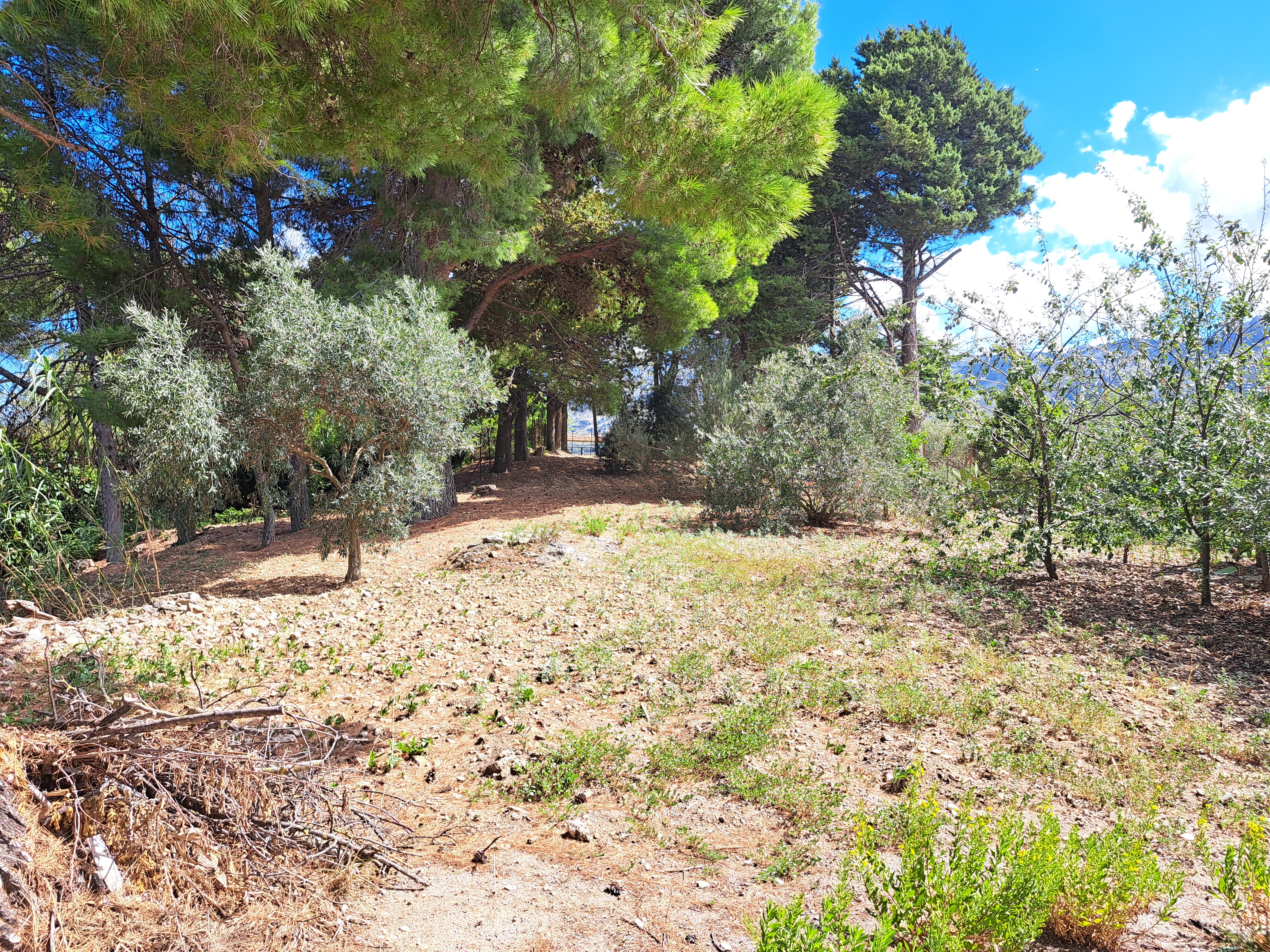 Via Livia De Stefani già Via P. G. 11, villino 3 vani con terrazzo, magazzino e 4.000 mq di terreno