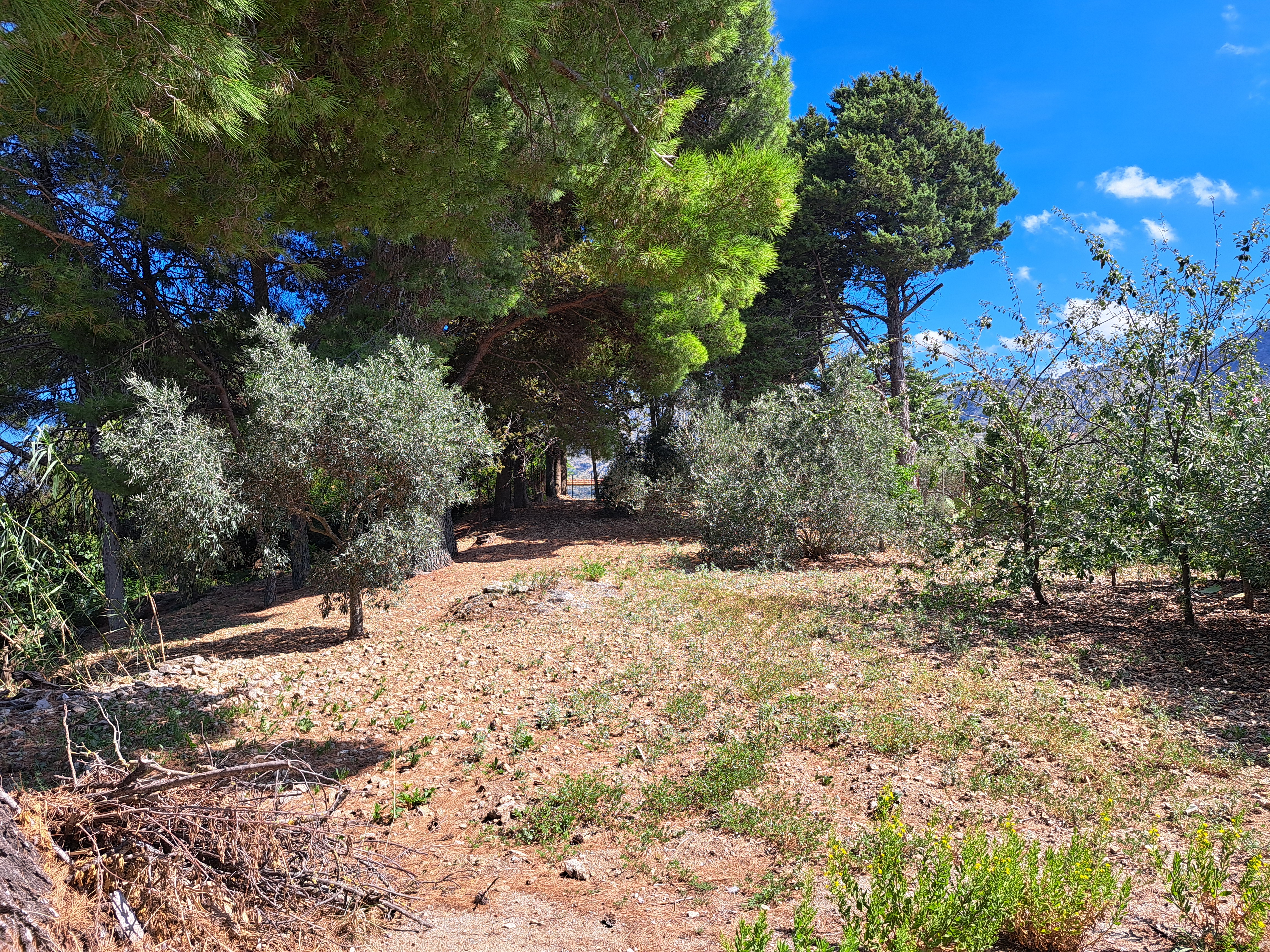 Via Livia De Stefani già Via P. G. 11, villino 3 vani con terrazzo, magazzino e 4.000 mq di terreno