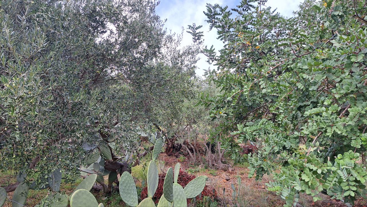 C.da Caputo, panoramico terreno alberato carrabile